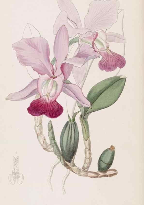 Reproducción/Reproduction 49816928373: Edwards's botanical register.. London :James Ridgway,1829-1847.. 