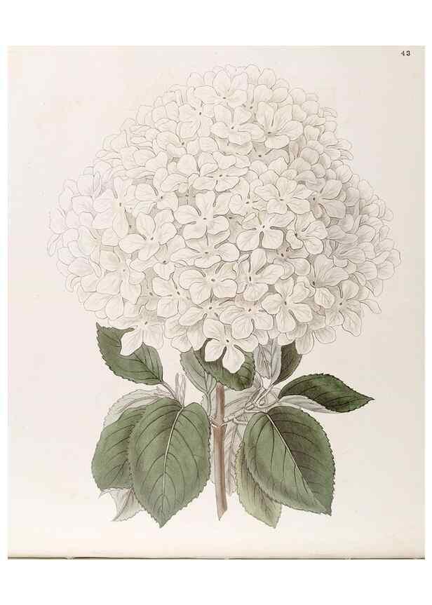 Reproducción/Reproduction 49816928673: Edwards's botanical register.. London :James Ridgway,1829-1847.. 