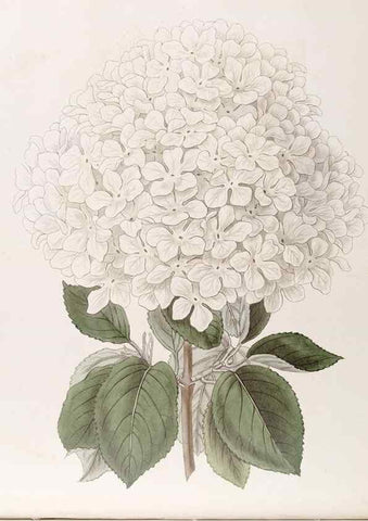 Reproducción/Reproduction 49816928673: Edwards's botanical register.. London :James Ridgway,1829-1847.. 