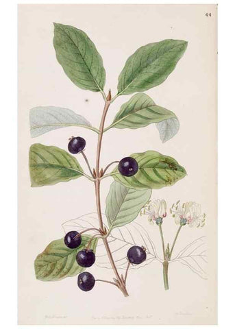 Reproducción/Reproduction 49817770222: Edwards's botanical register.. London :James Ridgway,1829-1847.. 