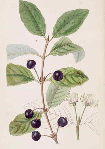 Reproducción/Reproduction 49817770222: Edwards's botanical register.. London :James Ridgway,1829-1847.. 