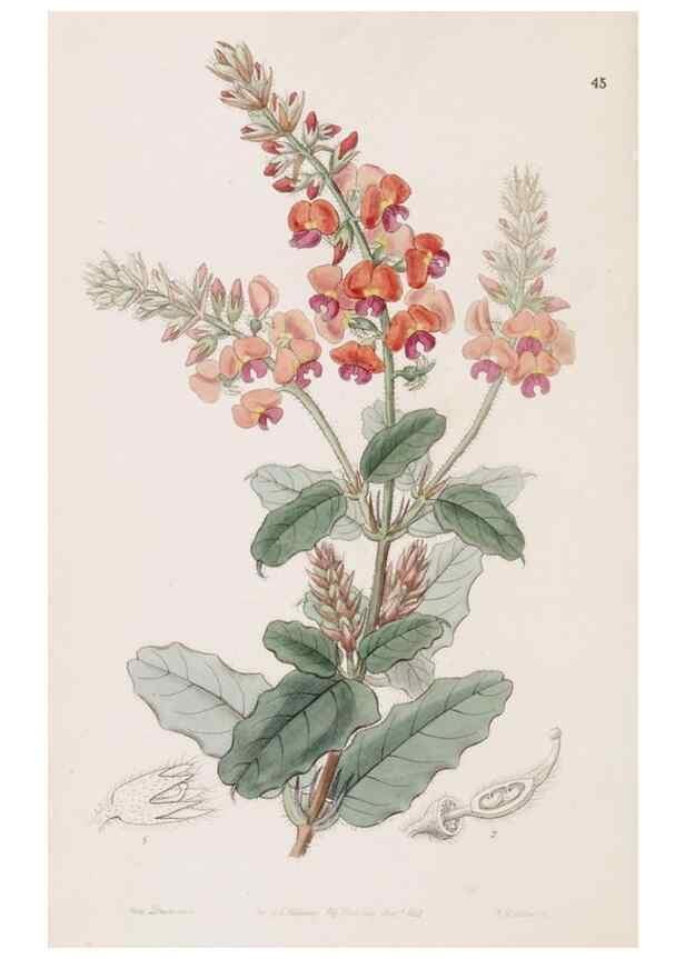 Reproducción/Reproduction 49817770572: Edwards's botanical register.. London :James Ridgway,1829-1847.. 