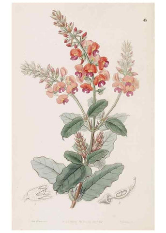 Reproducción/Reproduction 49817770572: Edwards's botanical register.. London :James Ridgway,1829-1847.. 
