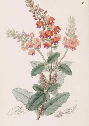 Reproducción/Reproduction 49817770572: Edwards's botanical register.. London :James Ridgway,1829-1847.. 