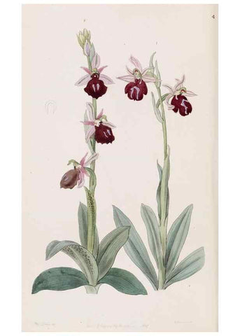 Reproducción/Reproduction 49816929663: Edwards's botanical register.. London :James Ridgway,1829-1847.. 