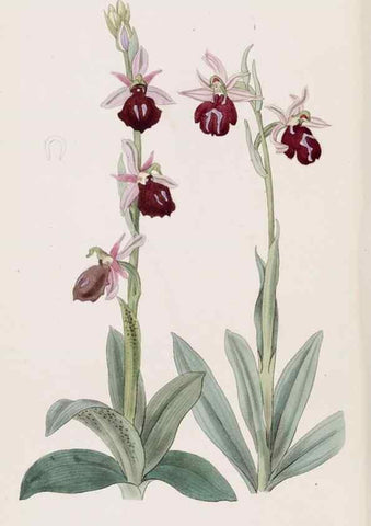 Reproducción/Reproduction 49816929663: Edwards's botanical register.. London :James Ridgway,1829-1847.. 
