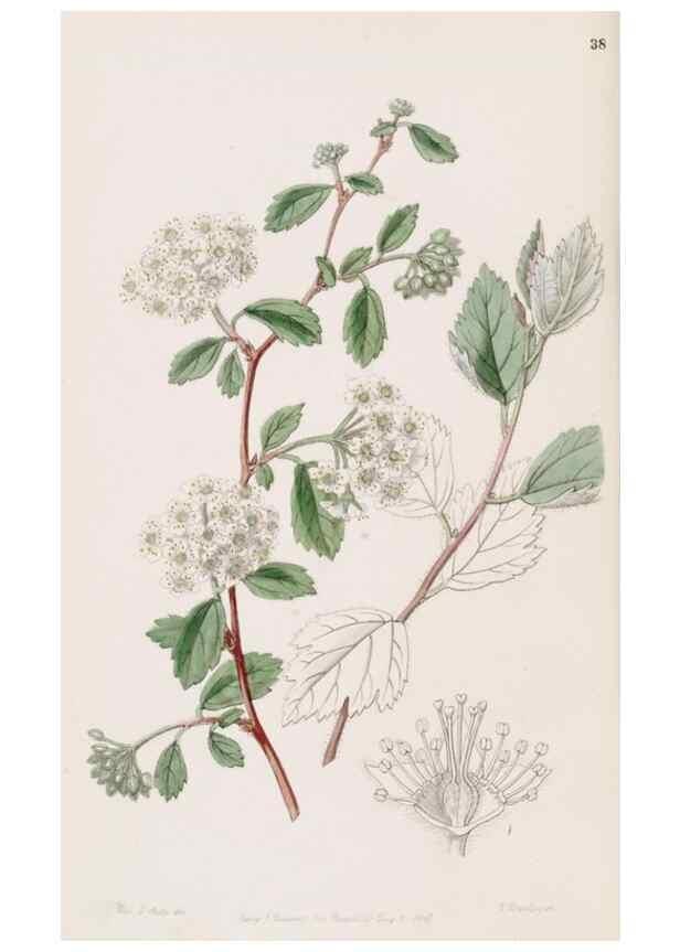 Reproducción/Reproduction 49817768557: Edwards's botanical register.. London :James Ridgway,1829-1847.. 