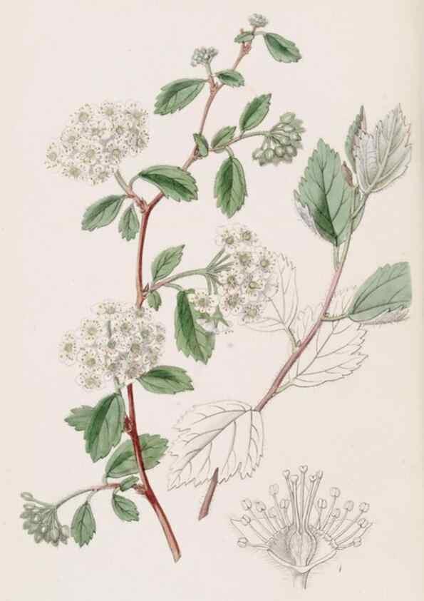 Reproducción/Reproduction 49817768557: Edwards's botanical register.. London :James Ridgway,1829-1847.. 