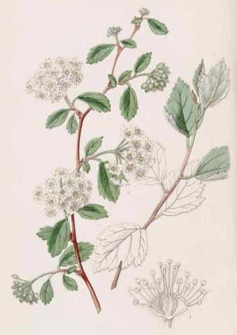 Reproducción/Reproduction 49817768557: Edwards's botanical register.. London :James Ridgway,1829-1847.. 