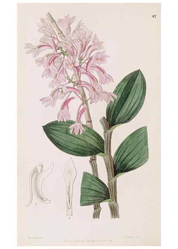Reproducción/Reproduction 49816930043: Edwards's botanical register.. London :James Ridgway,1829-1847.. 