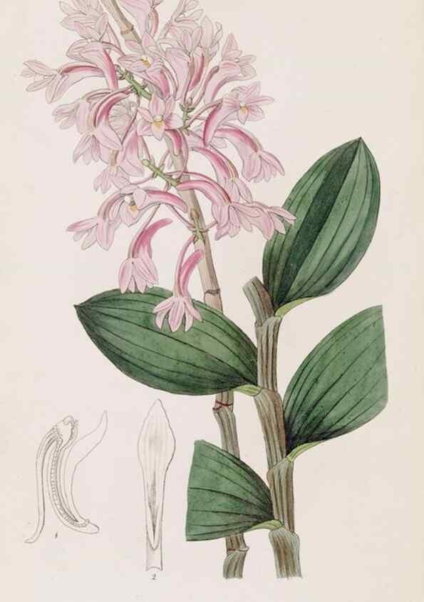 Reproducción/Reproduction 49816930043: Edwards's botanical register.. London :James Ridgway,1829-1847.. 