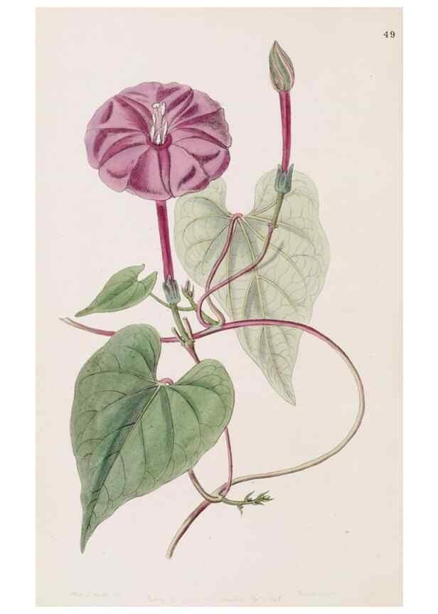 Reproducción/Reproduction 49817772047: Edwards's botanical register.. London :James Ridgway,1829-1847.. 