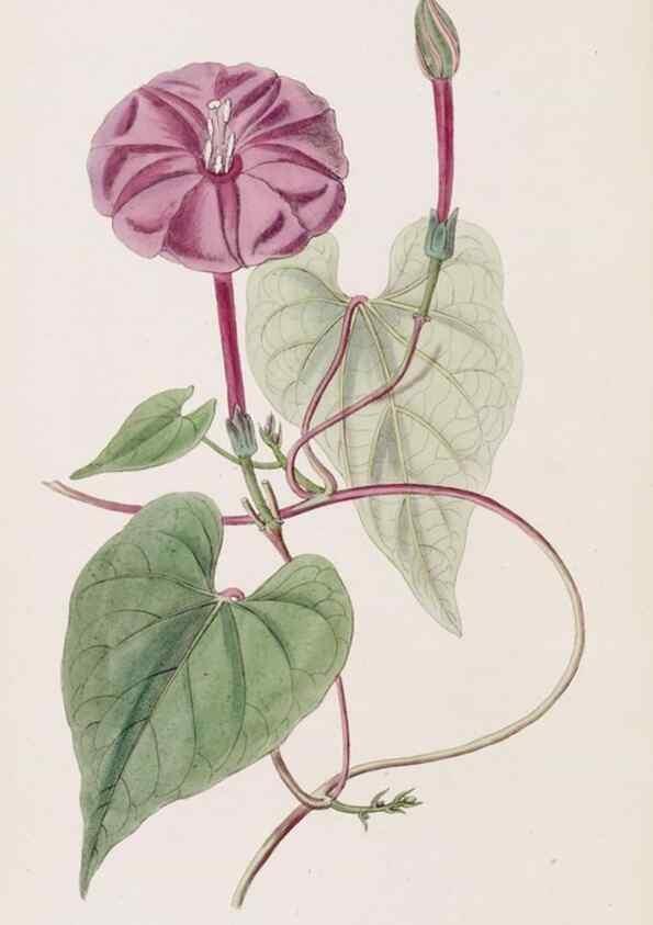 Reproducción/Reproduction 49817772047: Edwards's botanical register.. London :James Ridgway,1829-1847.. 