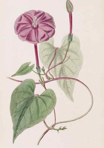 Reproducción/Reproduction 49817772047: Edwards's botanical register.. London :James Ridgway,1829-1847.. 