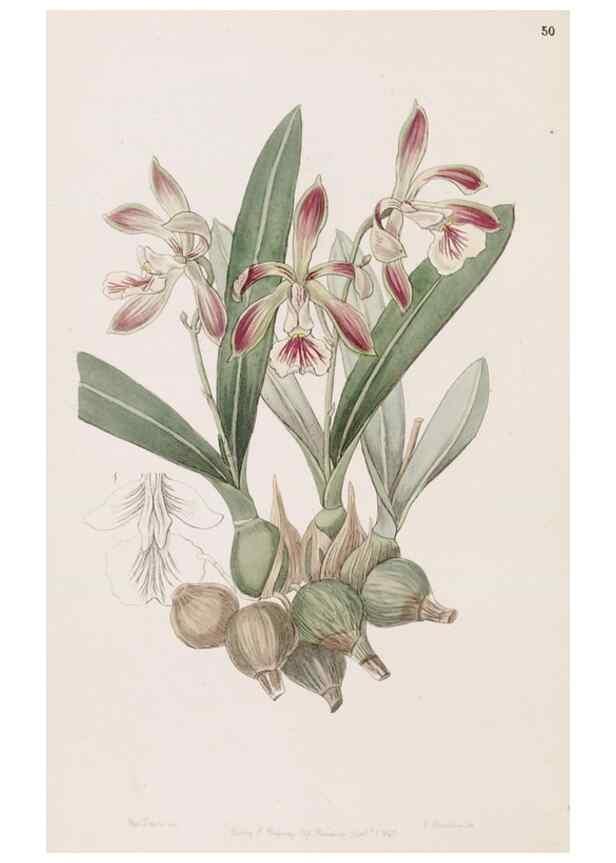 Reproducción/Reproduction 49817466136: Edwards's botanical register.. London :James Ridgway,1829-1847.. 