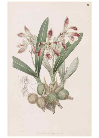 Reproducción/Reproduction 49817466136: Edwards's botanical register.. London :James Ridgway,1829-1847.. 
