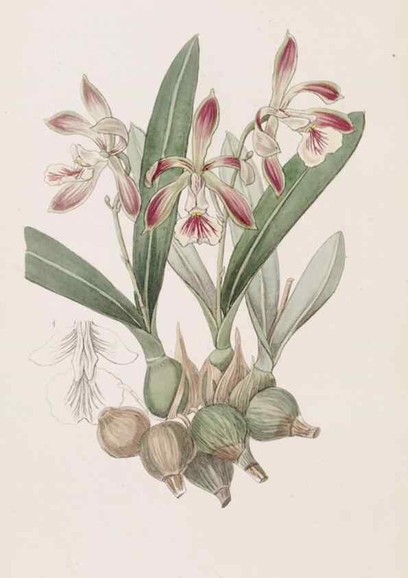 Reproducción/Reproduction 49817466136: Edwards's botanical register.. London :James Ridgway,1829-1847.. 