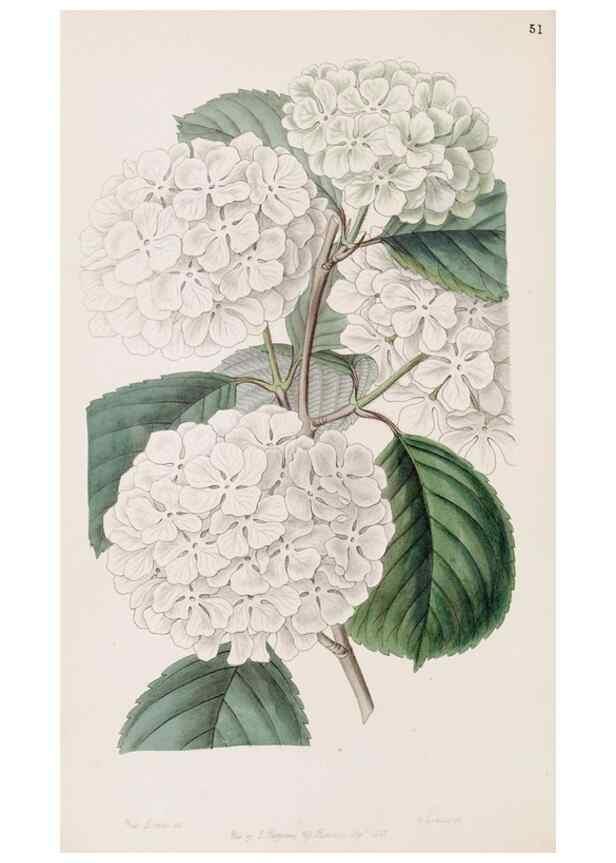 Reproducción/Reproduction 49817466506: Edwards's botanical register.. London :James Ridgway,1829-1847.. 