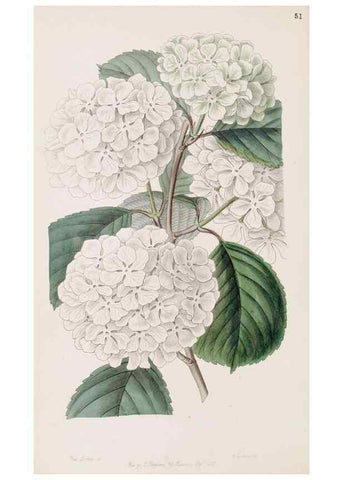 Reproducción/Reproduction 49817466506: Edwards's botanical register.. London :James Ridgway,1829-1847.. 