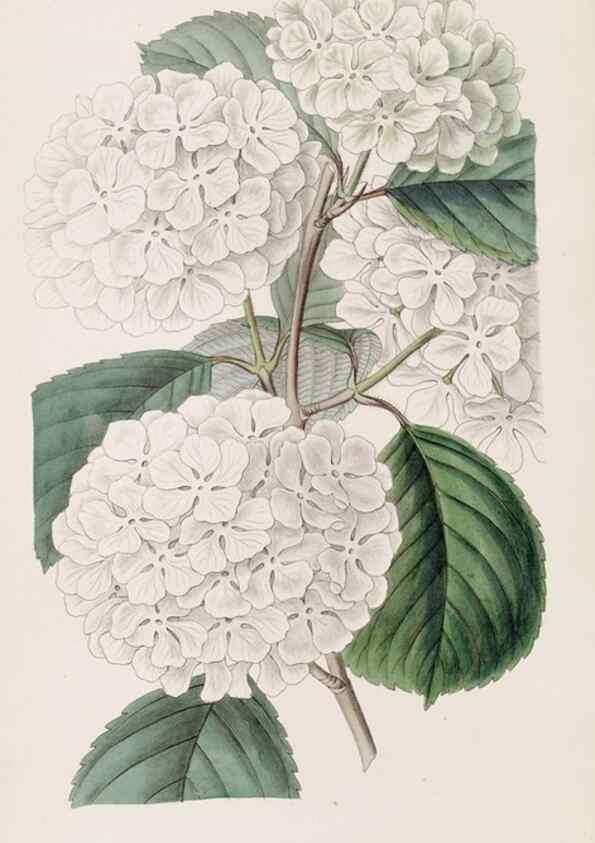 Reproducción/Reproduction 49817466506: Edwards's botanical register.. London :James Ridgway,1829-1847.. 