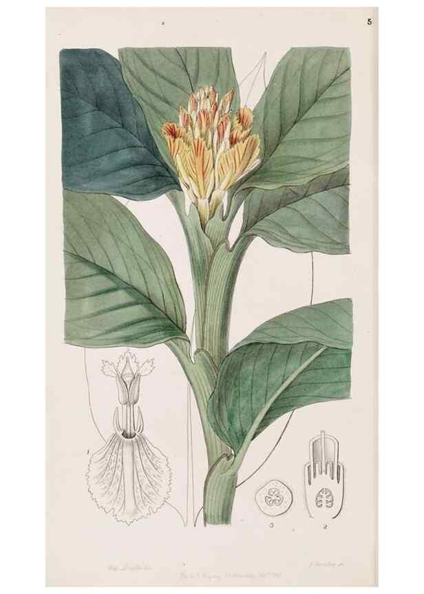 Reproducción/Reproduction 49816931748: Edwards's botanical register.. London :James Ridgway,1829-1847.. 