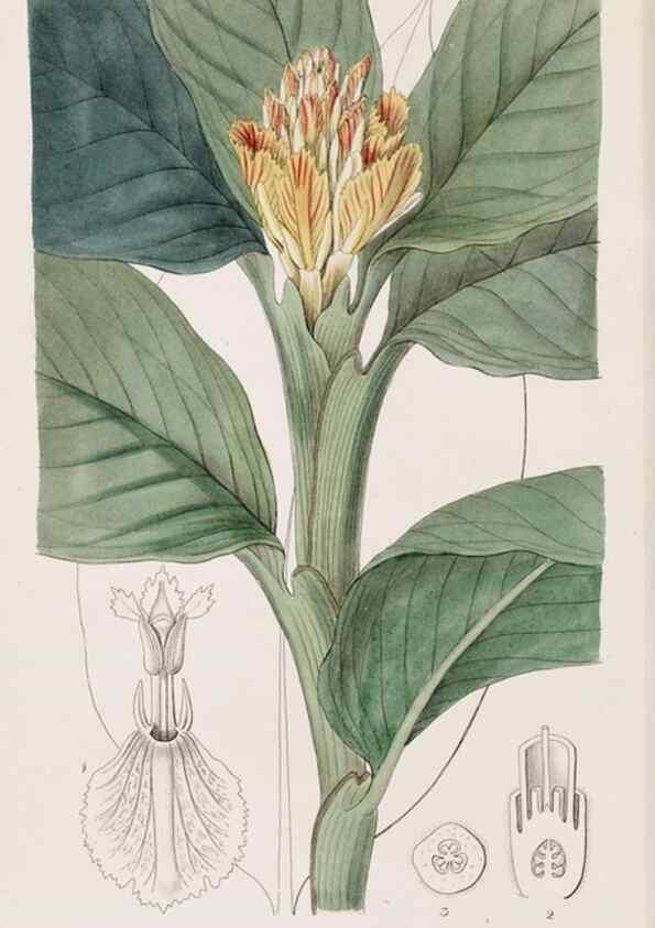 Reproducción/Reproduction 49816931748: Edwards's botanical register.. London :James Ridgway,1829-1847.. 
