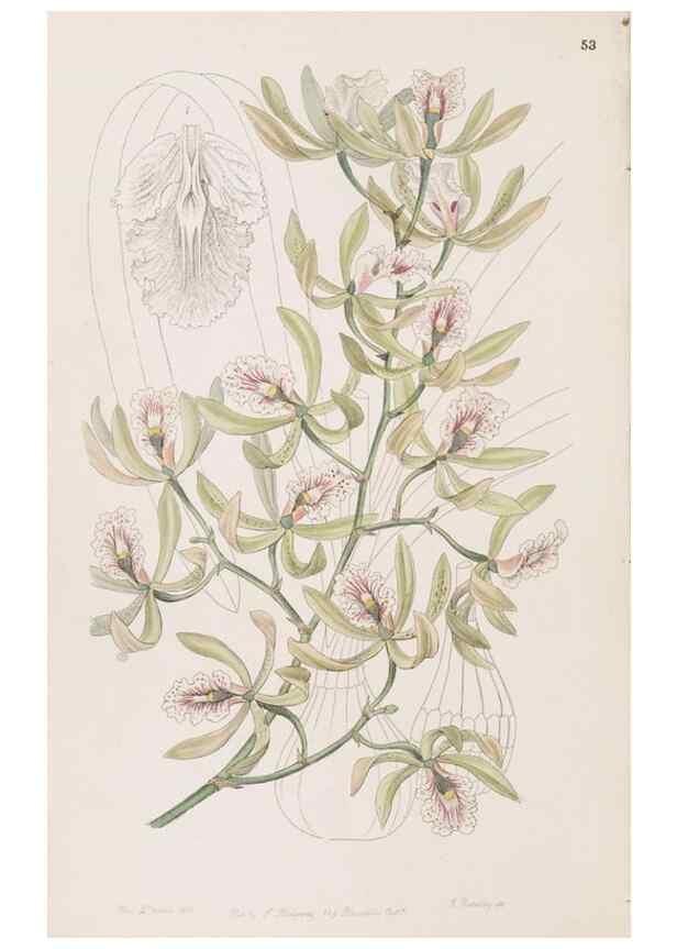Reproducción/Reproduction 49817467081: Edwards's botanical register.. London :James Ridgway,1829-1847.. 