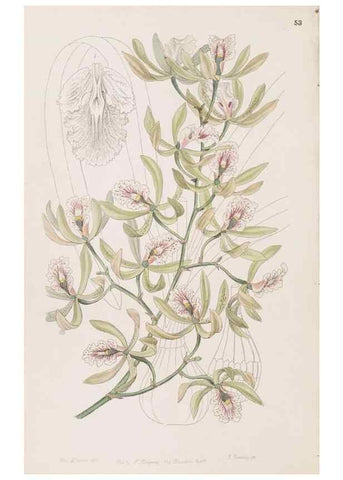 Reproducción/Reproduction 49817467081: Edwards's botanical register.. London :James Ridgway,1829-1847.. 
