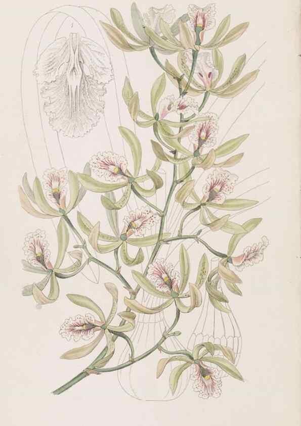 Reproducción/Reproduction 49817467081: Edwards's botanical register.. London :James Ridgway,1829-1847.. 