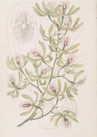 Reproducción/Reproduction 49817467081: Edwards's botanical register.. London :James Ridgway,1829-1847.. 