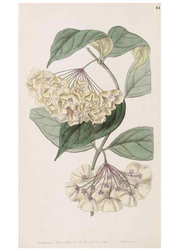 Reproducción/Reproduction 49817773897: Edwards's botanical register.. London :James Ridgway,1829-1847.. 