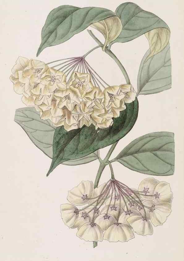 Reproducción/Reproduction 49817773897: Edwards's botanical register.. London :James Ridgway,1829-1847.. 
