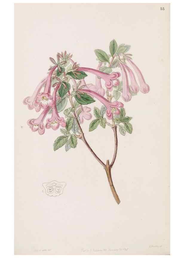 Reproducción/Reproduction 49816932828: Edwards's botanical register.. London :James Ridgway,1829-1847.. 