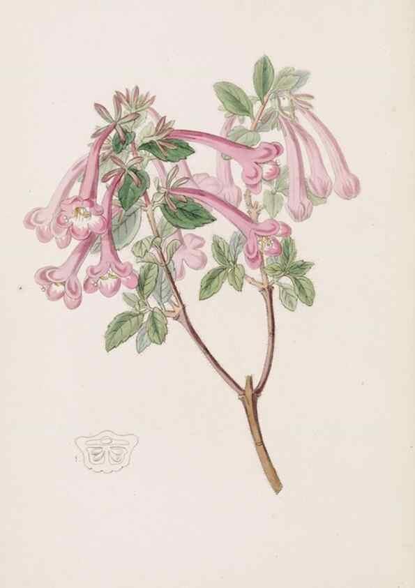 Reproducción/Reproduction 49816932828: Edwards's botanical register.. London :James Ridgway,1829-1847.. 