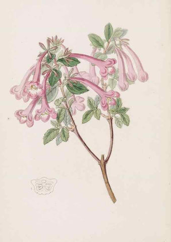 Reproducción/Reproduction 49816932828: Edwards's botanical register.. London :James Ridgway,1829-1847.. 