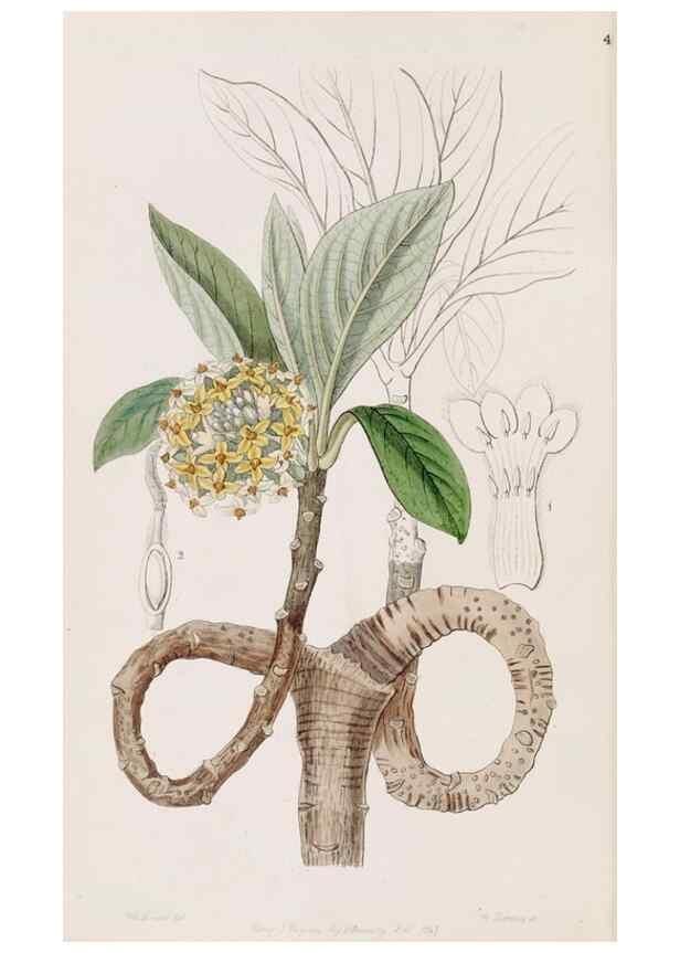 Reproducción/Reproduction 49817465501: Edwards's botanical register.. London :James Ridgway,1829-1847.. 