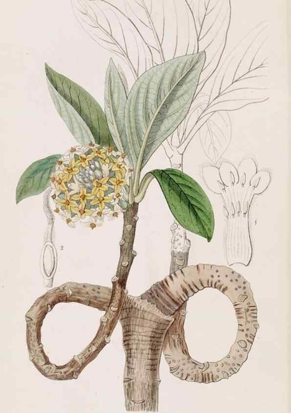Reproducción/Reproduction 49817465501: Edwards's botanical register.. London :James Ridgway,1829-1847.. 