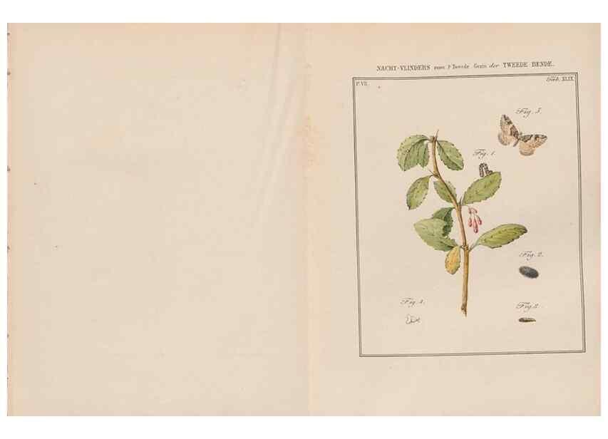Reproducción/Reproduction 49816546063: Beschouwing der wonderen Gods, in de minstgeachte schepzelen :. Te Amsterdam :by J.C. Sepp,1762-1860.. 
