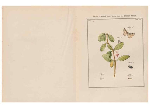 Reproducción/Reproduction 49816546063: Beschouwing der wonderen Gods, in de minstgeachte schepzelen :. Te Amsterdam :by J.C. Sepp,1762-1860.. 