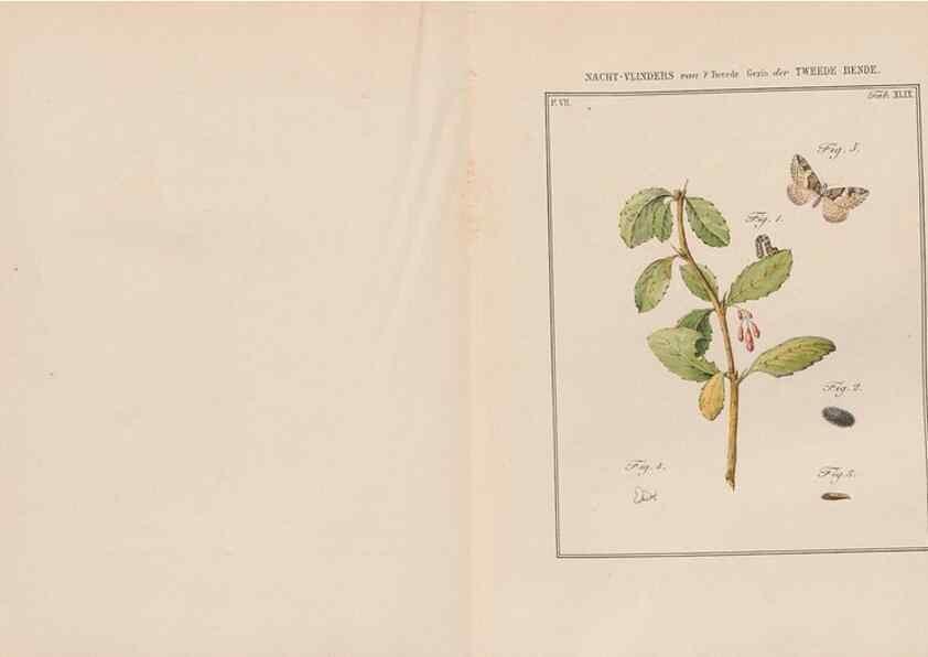 Reproducción/Reproduction 49816546063: Beschouwing der wonderen Gods, in de minstgeachte schepzelen :. Te Amsterdam :by J.C. Sepp,1762-1860.. 