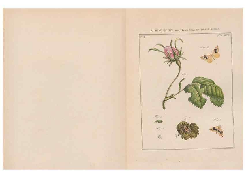 Reproducción/Reproduction 49816545813: Beschouwing der wonderen Gods, in de minstgeachte schepzelen :. Te Amsterdam :by J.C. Sepp,1762-1860.. 