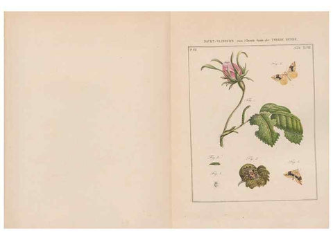 Reproducción/Reproduction 49816545813: Beschouwing der wonderen Gods, in de minstgeachte schepzelen :. Te Amsterdam :by J.C. Sepp,1762-1860.. 