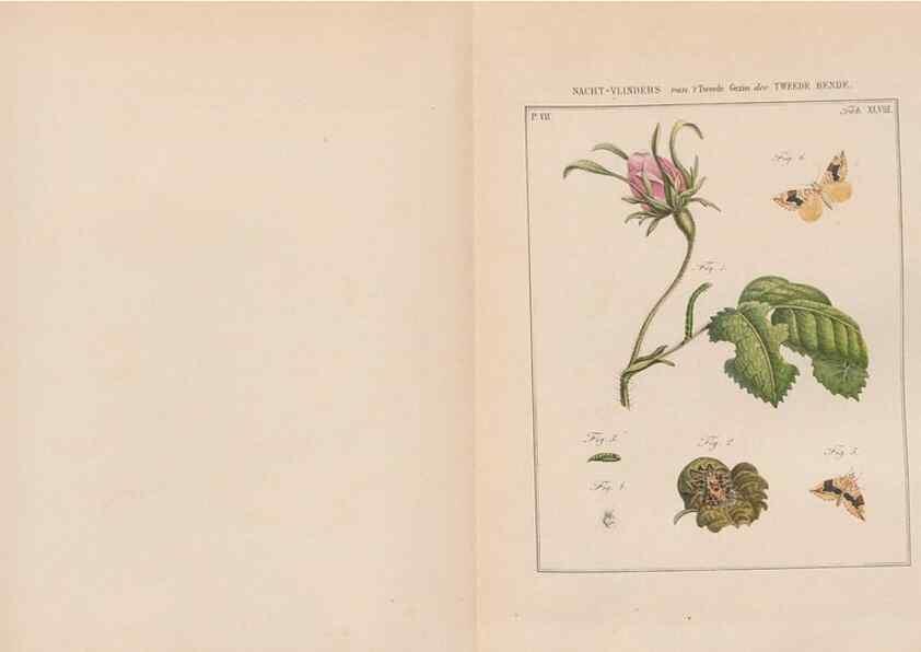 Reproducción/Reproduction 49816545813: Beschouwing der wonderen Gods, in de minstgeachte schepzelen :. Te Amsterdam :by J.C. Sepp,1762-1860.. 