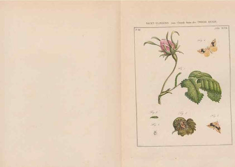 Reproducción/Reproduction 49816545813: Beschouwing der wonderen Gods, in de minstgeachte schepzelen :. Te Amsterdam :by J.C. Sepp,1762-1860.. 