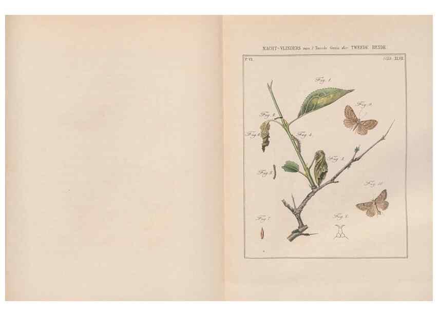 Reproducción/Reproduction 49817387072: Beschouwing der wonderen Gods, in de minstgeachte schepzelen :. Te Amsterdam :by J.C. Sepp,1762-1860.. 