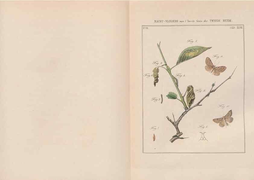 Reproducción/Reproduction 49817387072: Beschouwing der wonderen Gods, in de minstgeachte schepzelen :. Te Amsterdam :by J.C. Sepp,1762-1860.. 