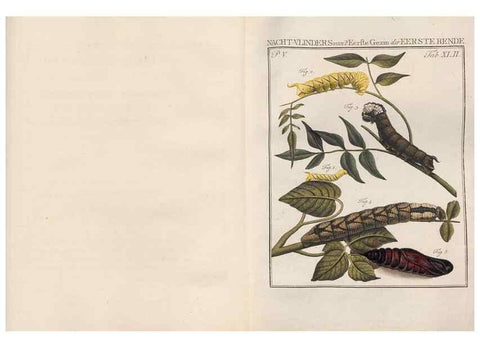 Reproducción/Reproduction 49817320107: Beschouwing der wonderen Gods, in de minstgeachte schepzelen :. Te Amsterdam :by J.C. Sepp,1762-1860.. 