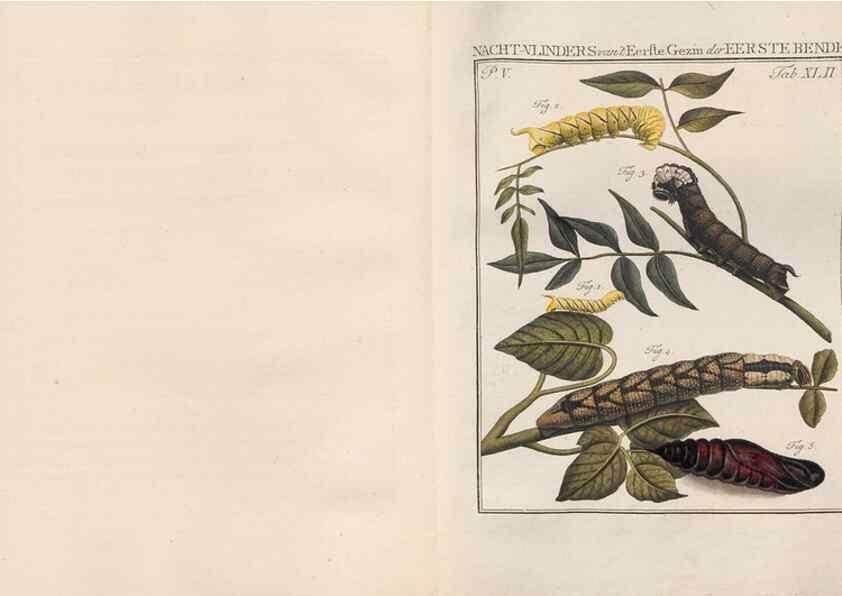 Reproducción/Reproduction 49817320107: Beschouwing der wonderen Gods, in de minstgeachte schepzelen :. Te Amsterdam :by J.C. Sepp,1762-1860.. 