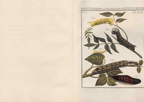 Reproducción/Reproduction 49817320107: Beschouwing der wonderen Gods, in de minstgeachte schepzelen :. Te Amsterdam :by J.C. Sepp,1762-1860.. 