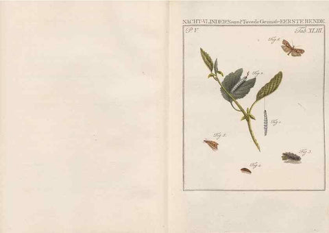 Reproducción/Reproduction 49816478983: Beschouwing der wonderen Gods, in de minstgeachte schepzelen :. Te Amsterdam :by J.C. Sepp,1762-1860.. 